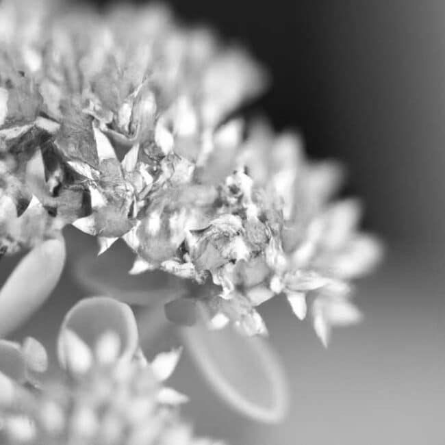 cuidar Sedum vistoso 144757 scaled