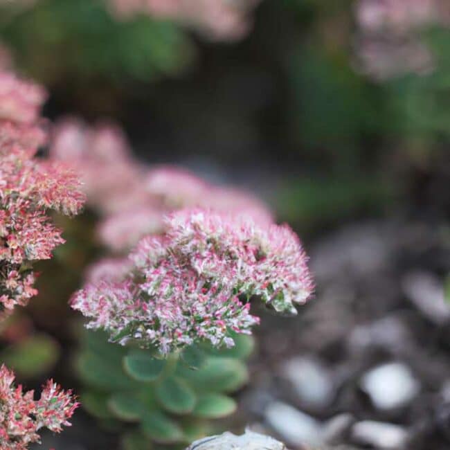 cuidar Sedum vistoso 2860530 scaled
