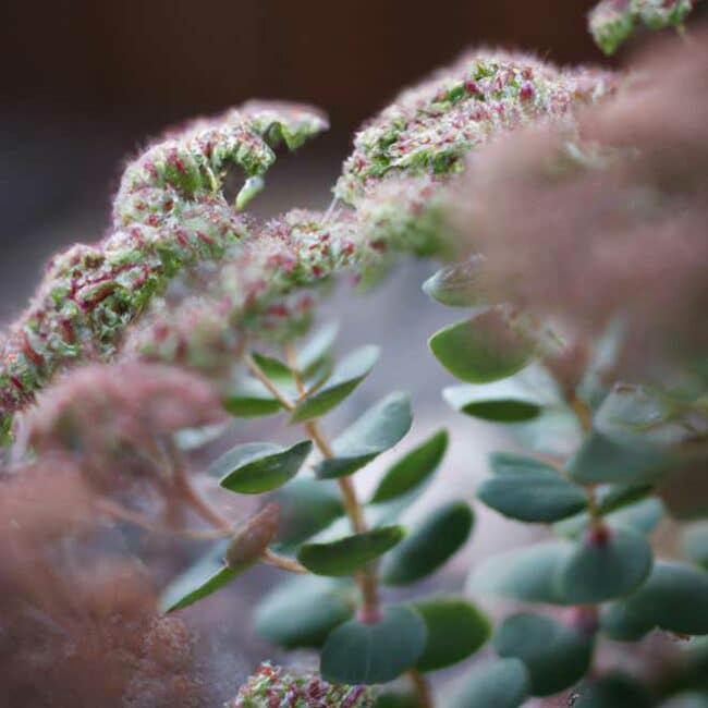 cuidar Sedum vistoso 485698 scaled