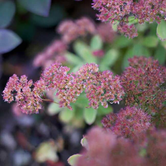 cuidar Sedum vistoso 8177213 scaled