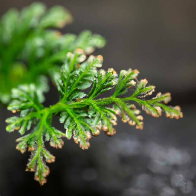 cuidar Selaginella kraussiana 1845405 scaled cuidar Selaginella kraussiana 1845405 scaled