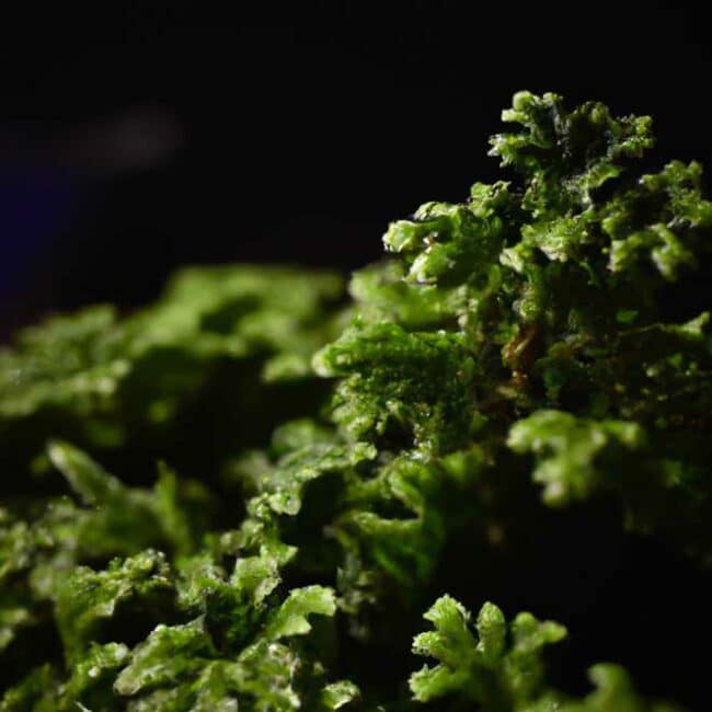 cuidar Selaginella kraussiana 5888796 scaled cuidar Selaginella kraussiana 5888796 scaled