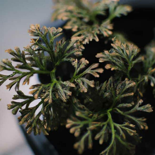cuidar Selaginella kraussiana 8438188 scaled cuidar Selaginella kraussiana 8438188 scaled