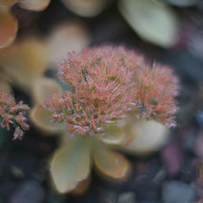 fotos Sedum spectabile 1796982 scaled