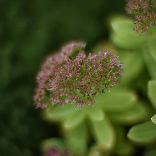 fotos Sedum spectabile 9989150 scaled