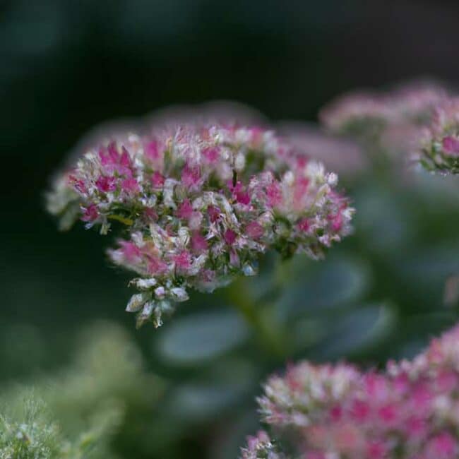 fotos Sedum vistoso 2246657 scaled