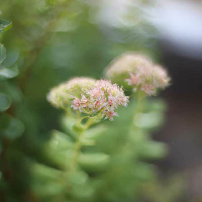 fotos Sedum vistoso 2785057 scaled