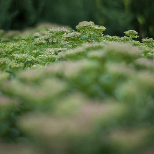 fotos Sedum vistoso 3288331 scaled
