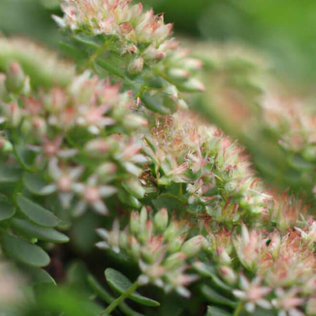fotos Sedum vistoso 3502670 scaled