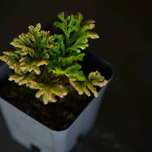 fotos Selaginella kraussiana 1739502 scaled fotos Selaginella kraussiana 1739502 scaled