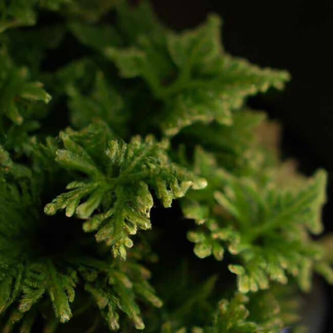 fotos Selaginella kraussiana 8649893 scaled fotos Selaginella kraussiana 8649893 scaled