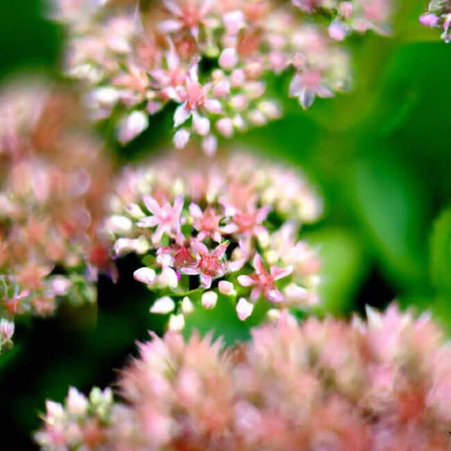 plantar Sedum spectabile 5727803 scaled