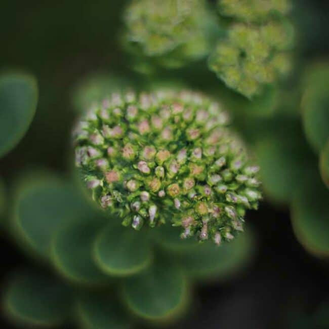 plantar Sedum vistoso 4632986 scaled