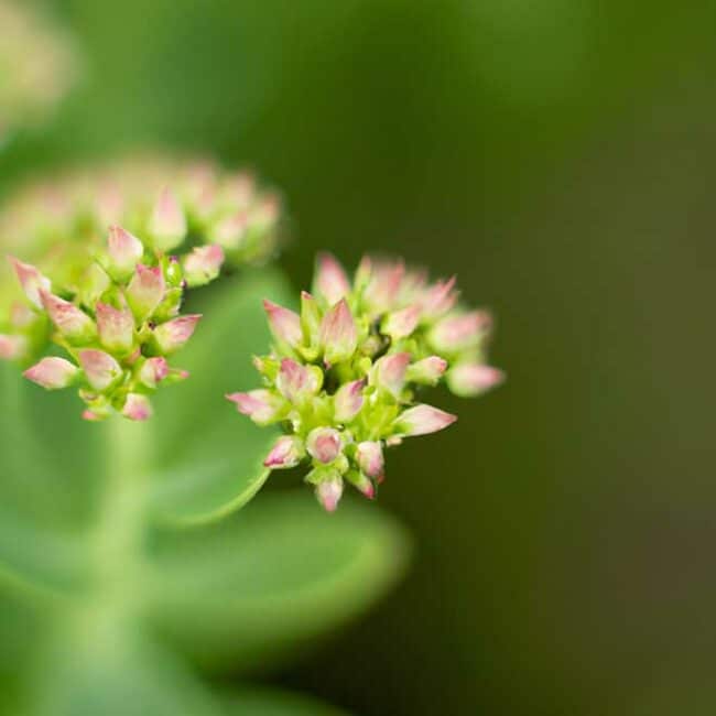 plantar Sedum vistoso 582253 scaled