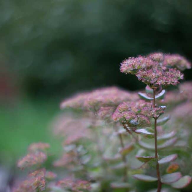 plantar Sedum vistoso 6297103 scaled