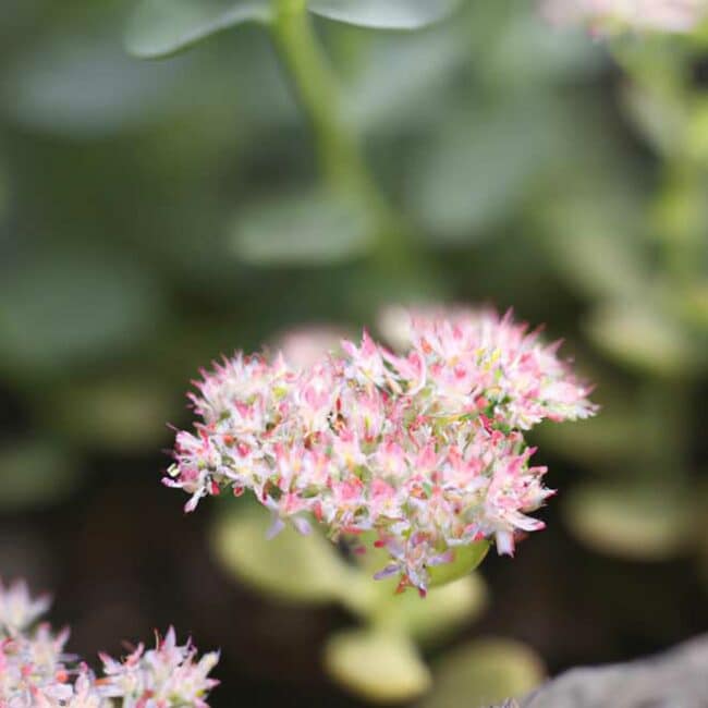 plantar Sedum vistoso 7044686 scaled