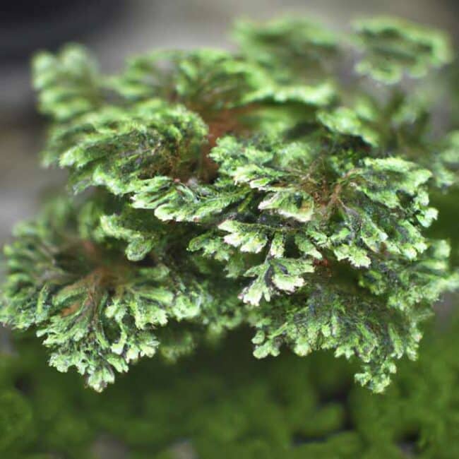 plantar Selaginella kraussiana 8438188 scaled plantar Selaginella kraussiana 8438188 scaled