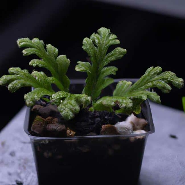 plantar Selaginella kraussiana 873715 scaled plantar Selaginella kraussiana 873715 scaled