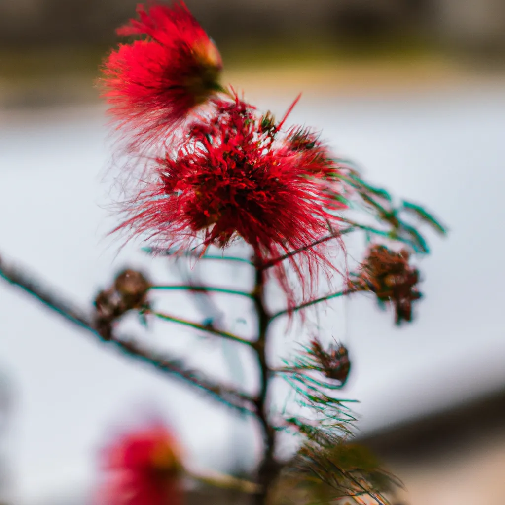 Dicas As Flores Ornamentais Mais Raras e Caras