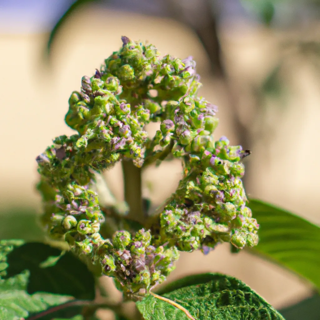 Dicas Biodiversidade na horticultura beneficios economicos e ecologicos