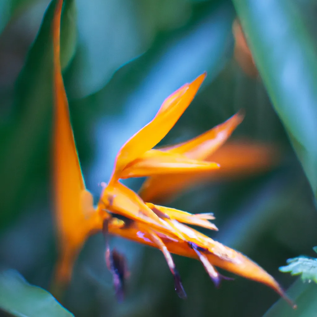 Dicas Cuidados com Flores Exoticas O que Fazer para Mante las Saudaveis