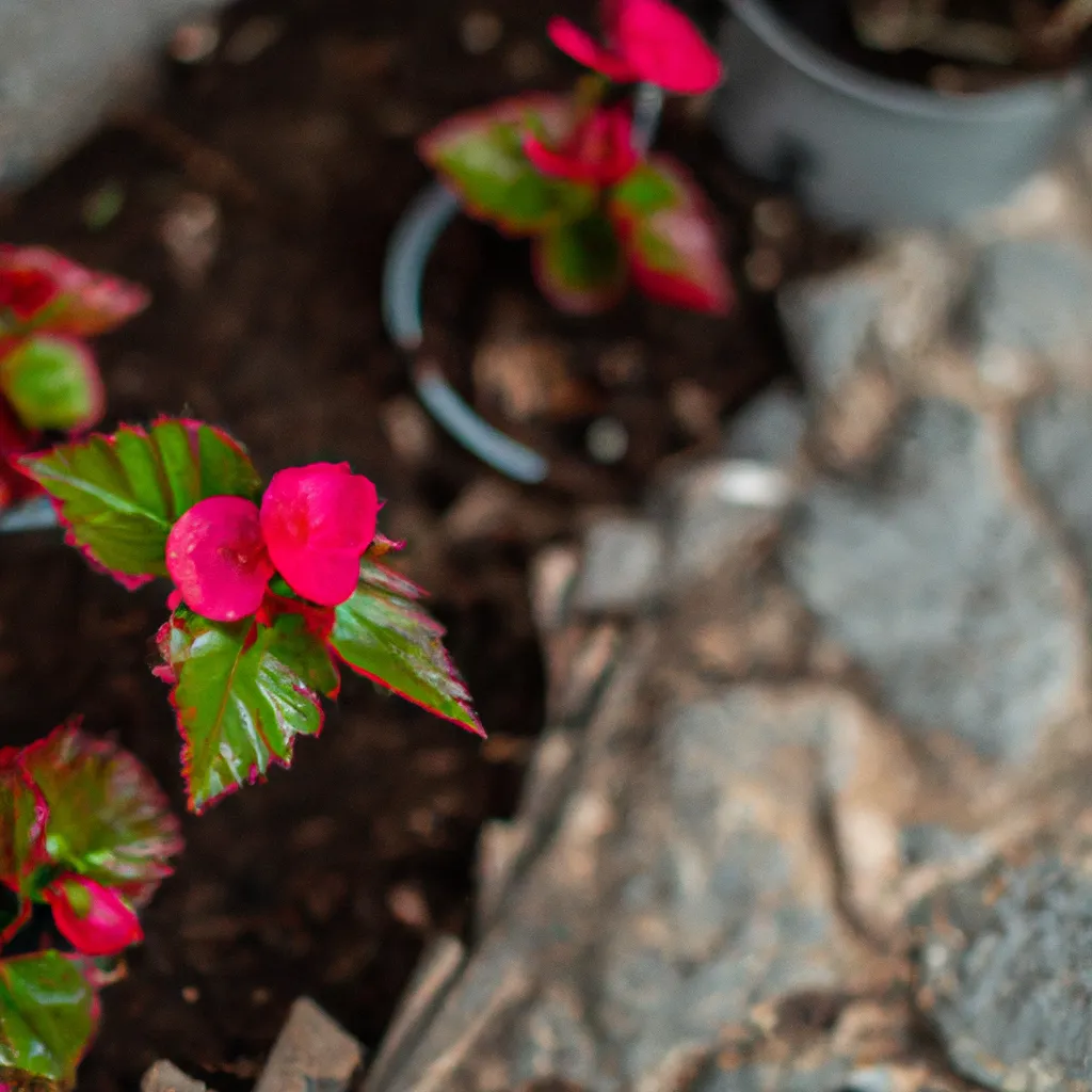 Dicas Cultivando Flores Ornamentais em Casa Guia para Iniciantes