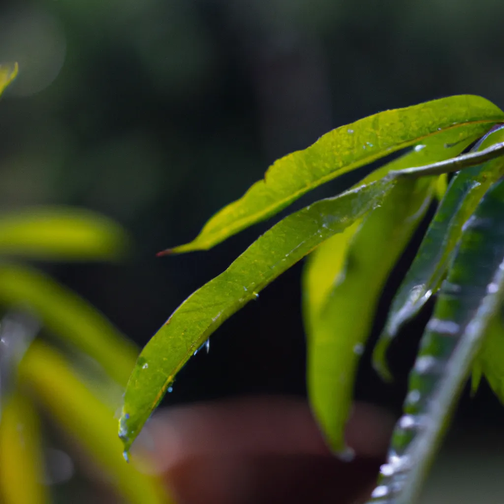 Dicas Os beneficios das folhas de algumas plantas tropicais
