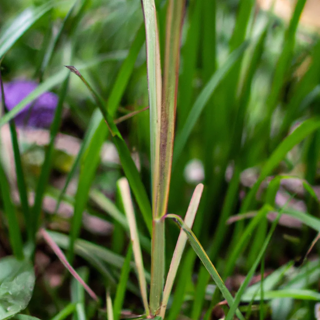 Dicas Plantas nativas como preservar a biodiversidade