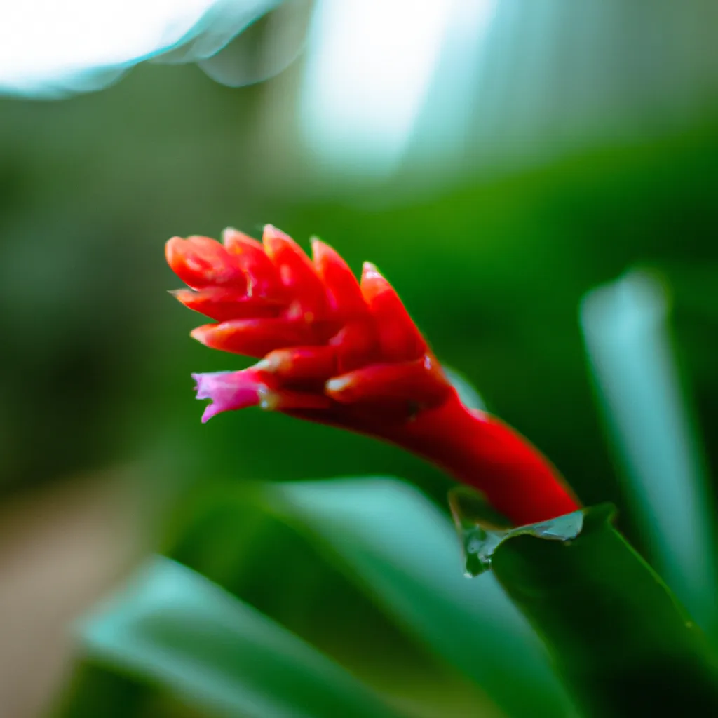 Fotos A Beleza Inexplicavel das Flores Fotos A Beleza Inexplicavel das Flores