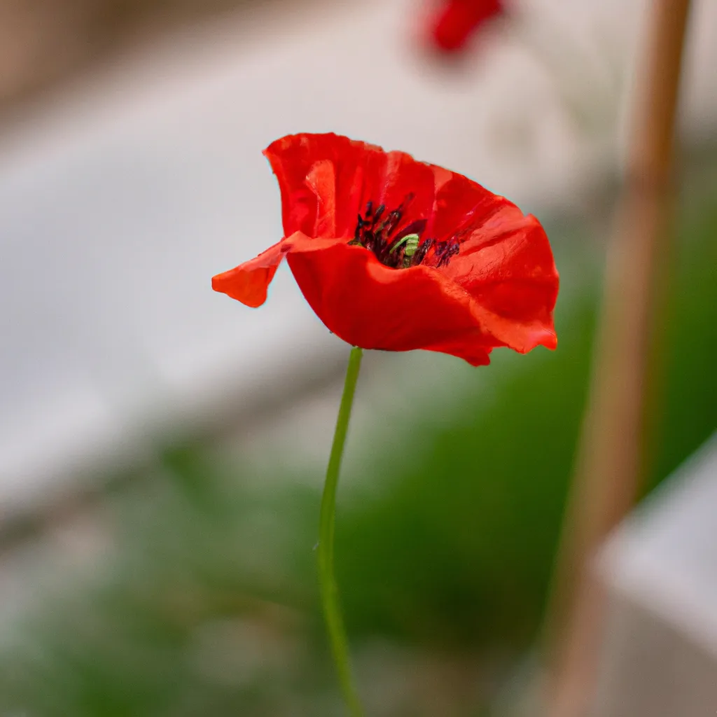 Fotos As caracteristicas unicas da flor de papoula