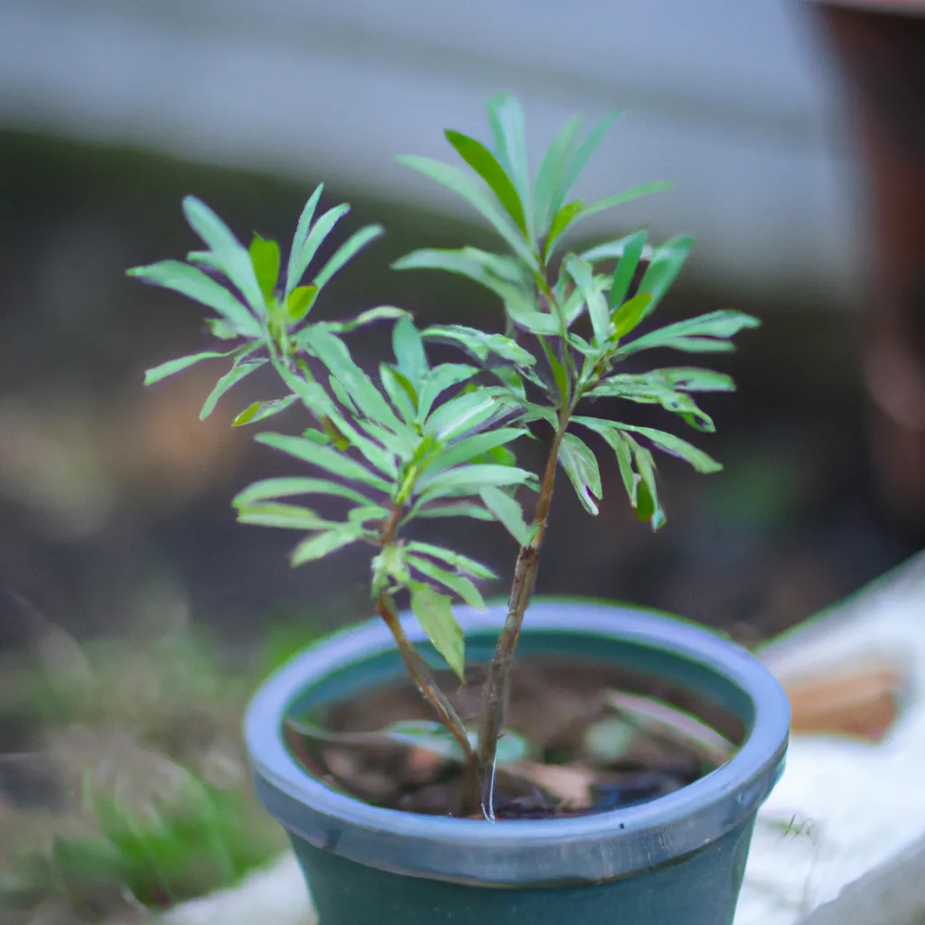 Fotos Como criar um jardim sem glifosato