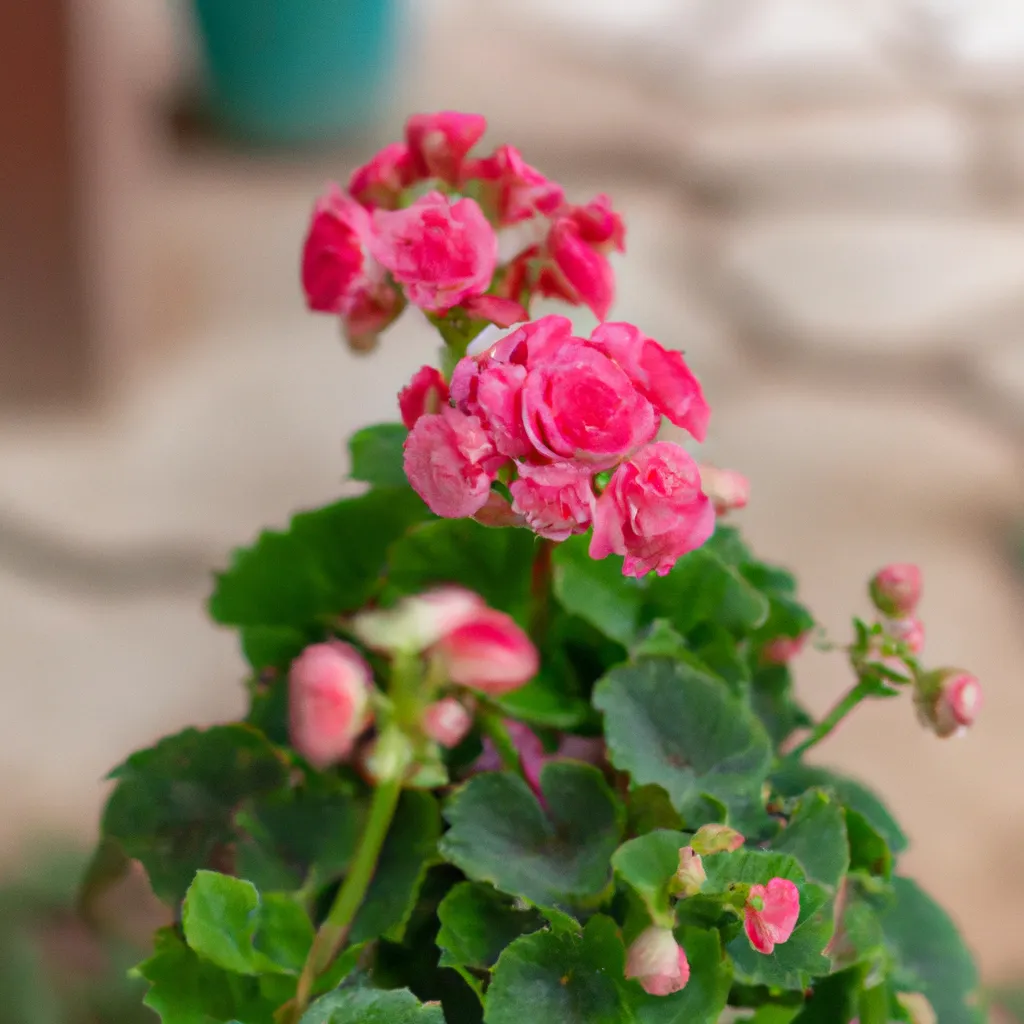 Fotos Cultivando Flores Ornamentais em Casa Guia para Iniciantes