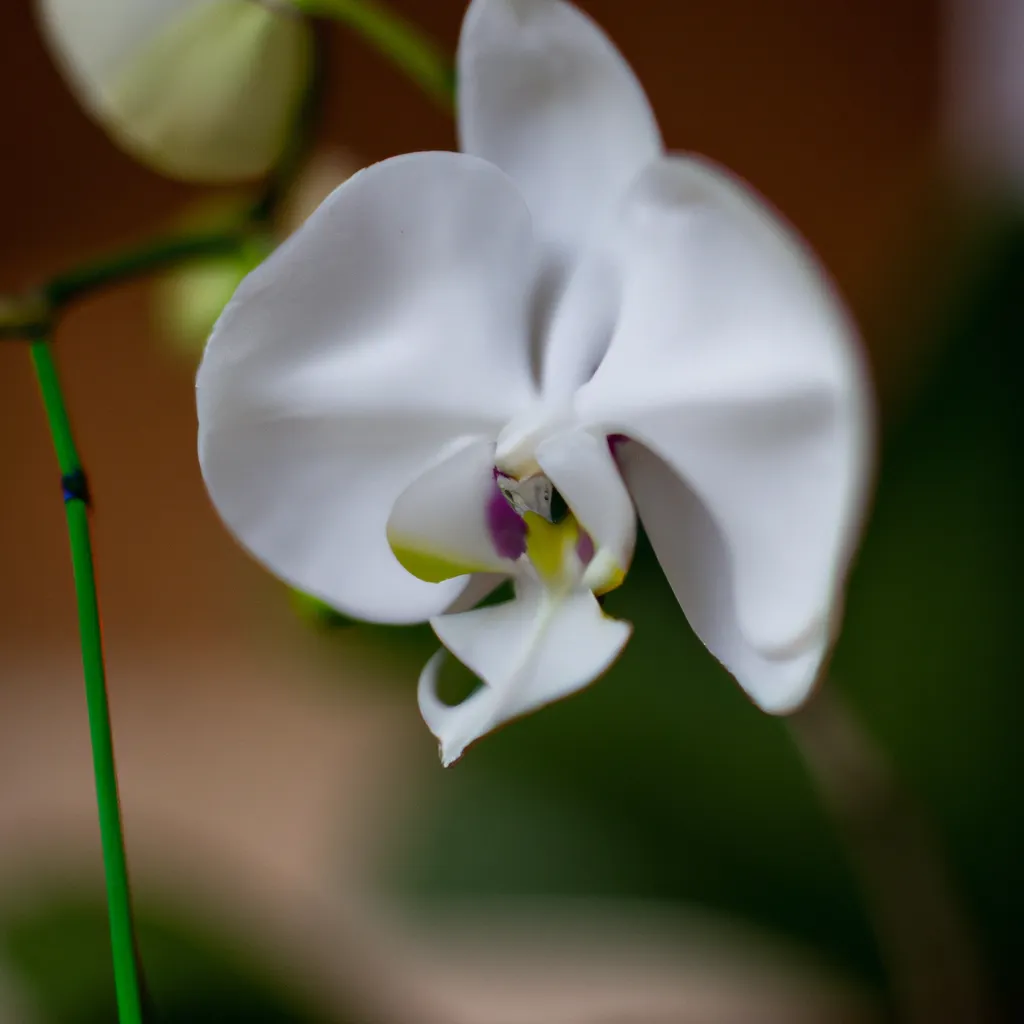 Fotos Qual o melhor solo para o cultivo de Orquideas