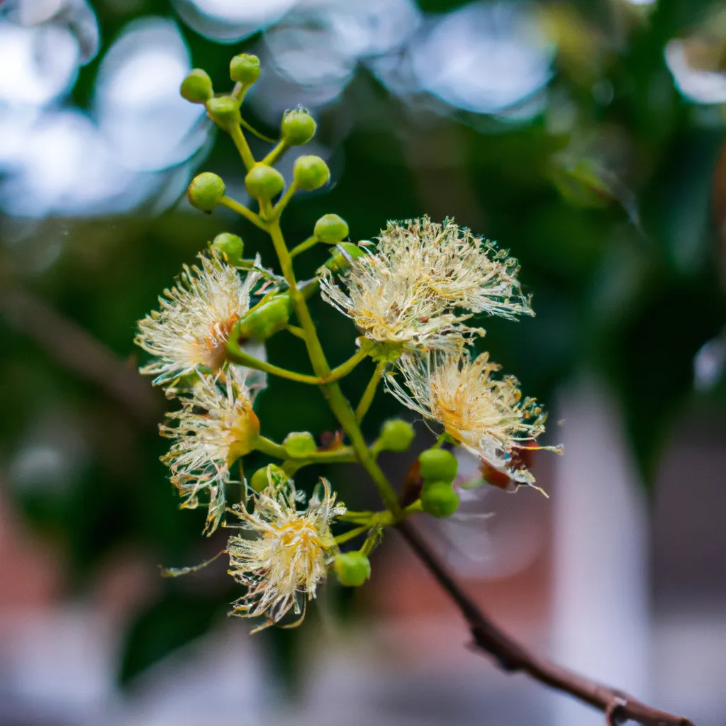 Fotos Uso medicinal das flores aromaticas