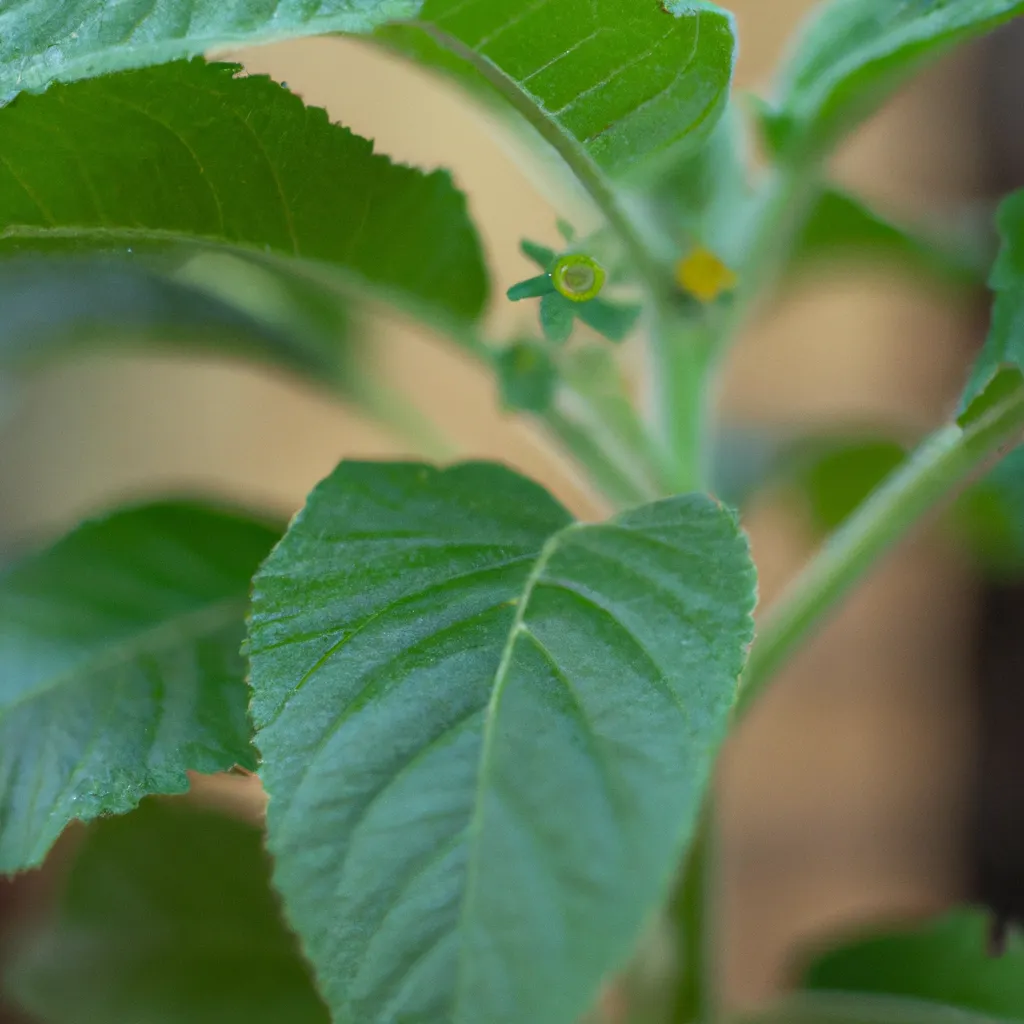 Fotos beneficios cultivar plantas