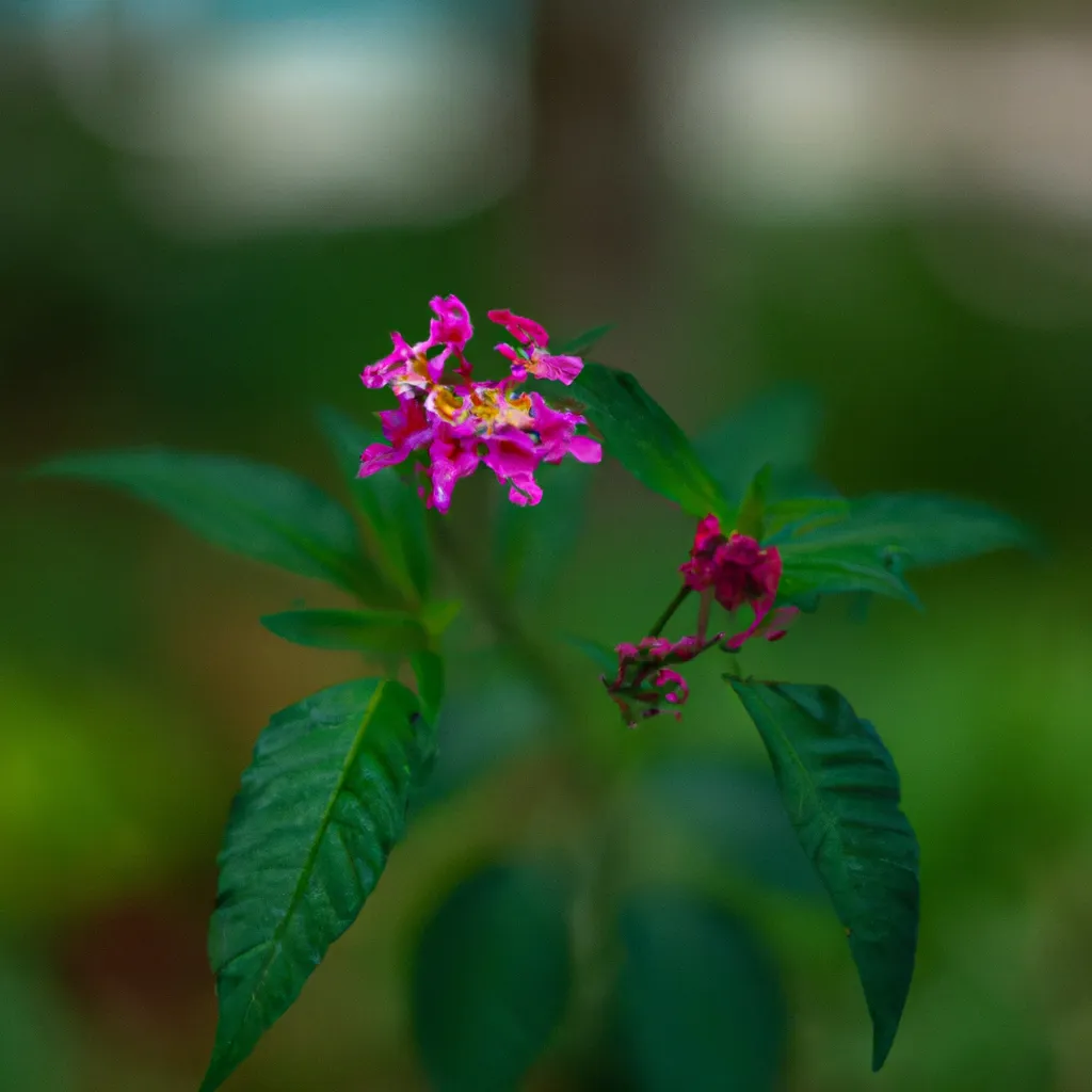 Fotos flores parques nacionais