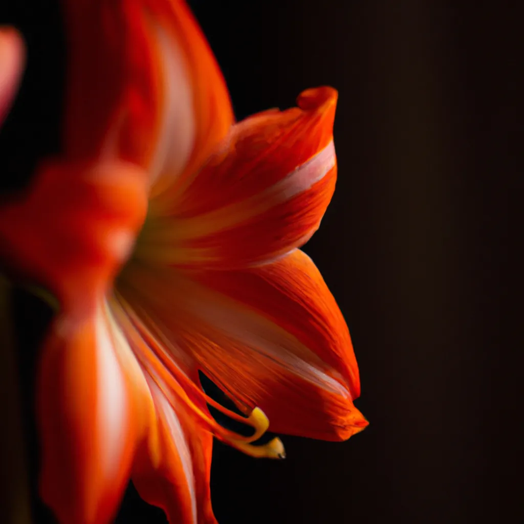 Fotos historia das flores religioes mundo