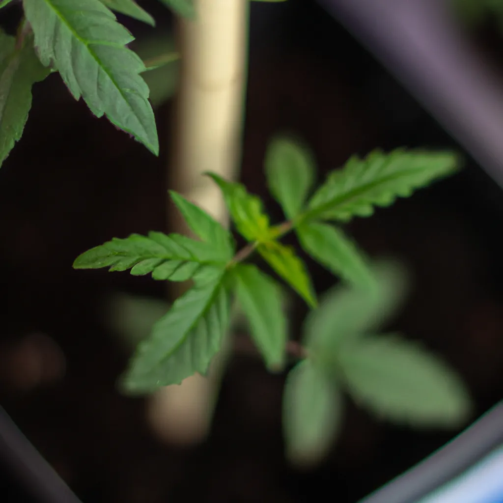 Fotos metodos alternativos cultivo hidroponico