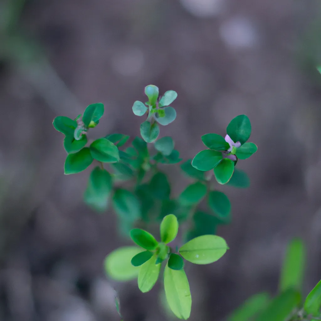 Ideias Estudando a biodiversidade dos arbustos