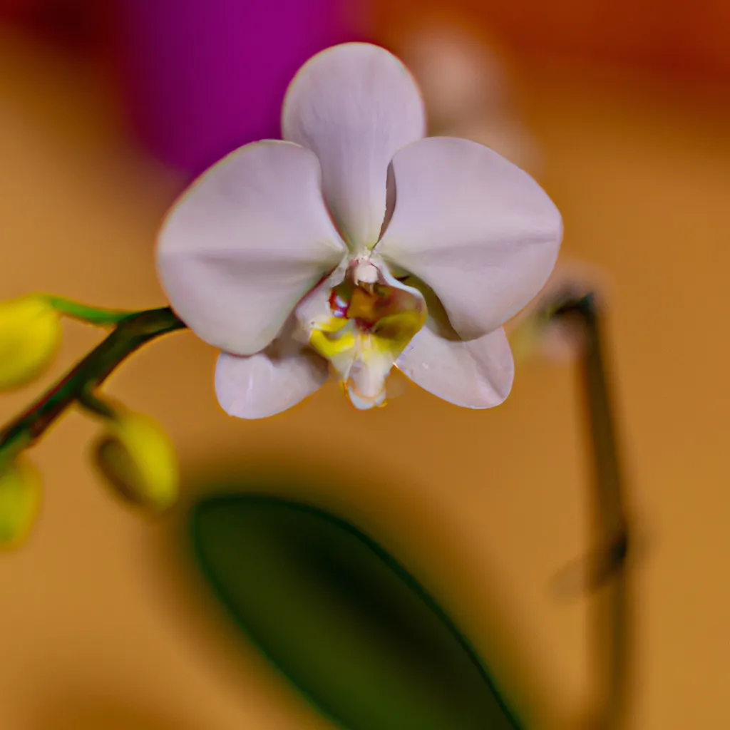 Ideias Quais sao os melhores adubos para Orquideas