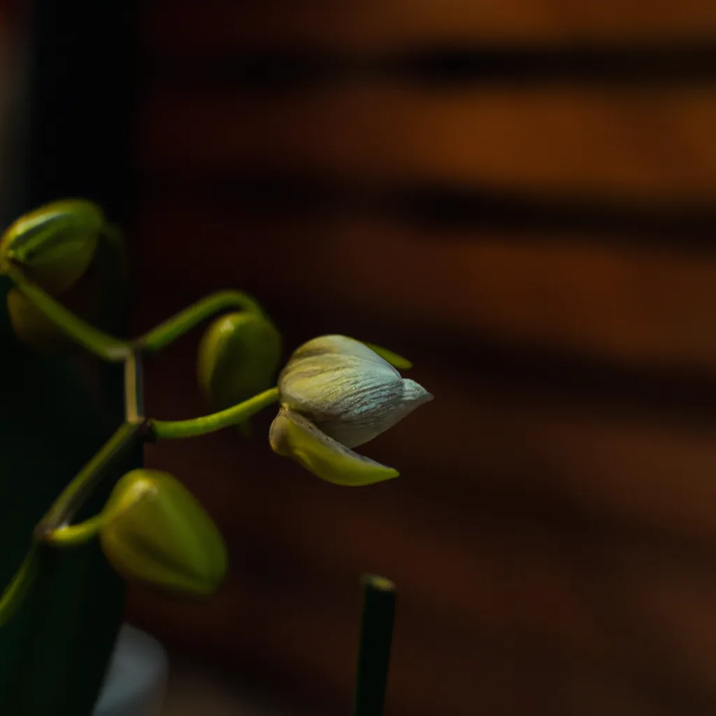 Ideias Quanto tempo duram as flores de Orquideas Ideias Quanto tempo duram as flores de Orquideas