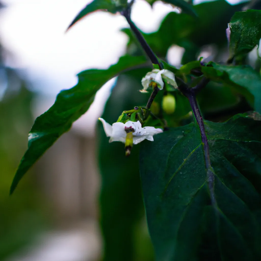 Ideias flores comestiveis visao geral