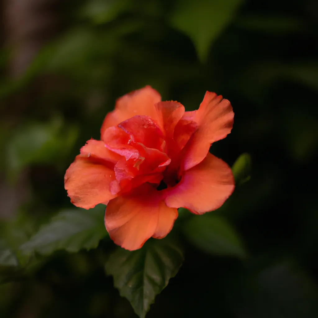 Ilustracao Os Beneficios e Desvantagens das Flores