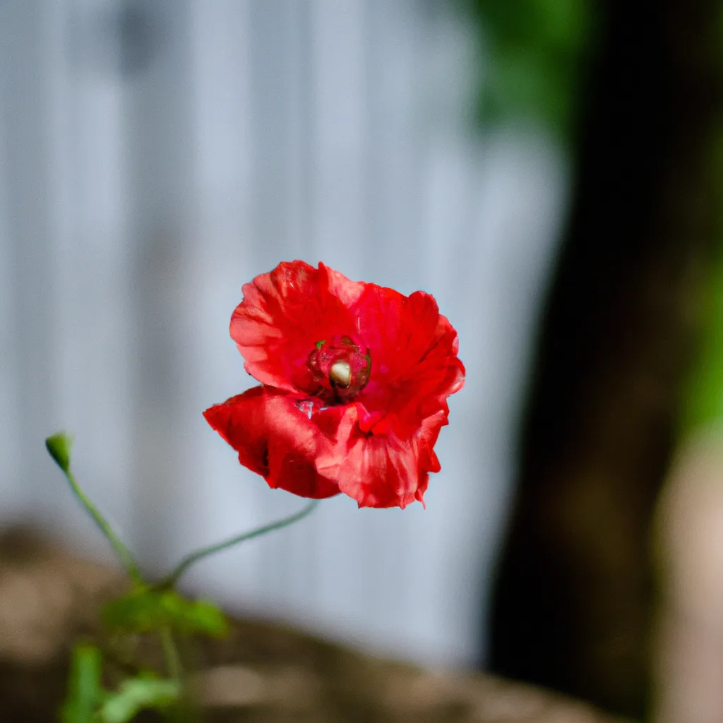 Imagem As caracteristicas unicas da flor de papoula
