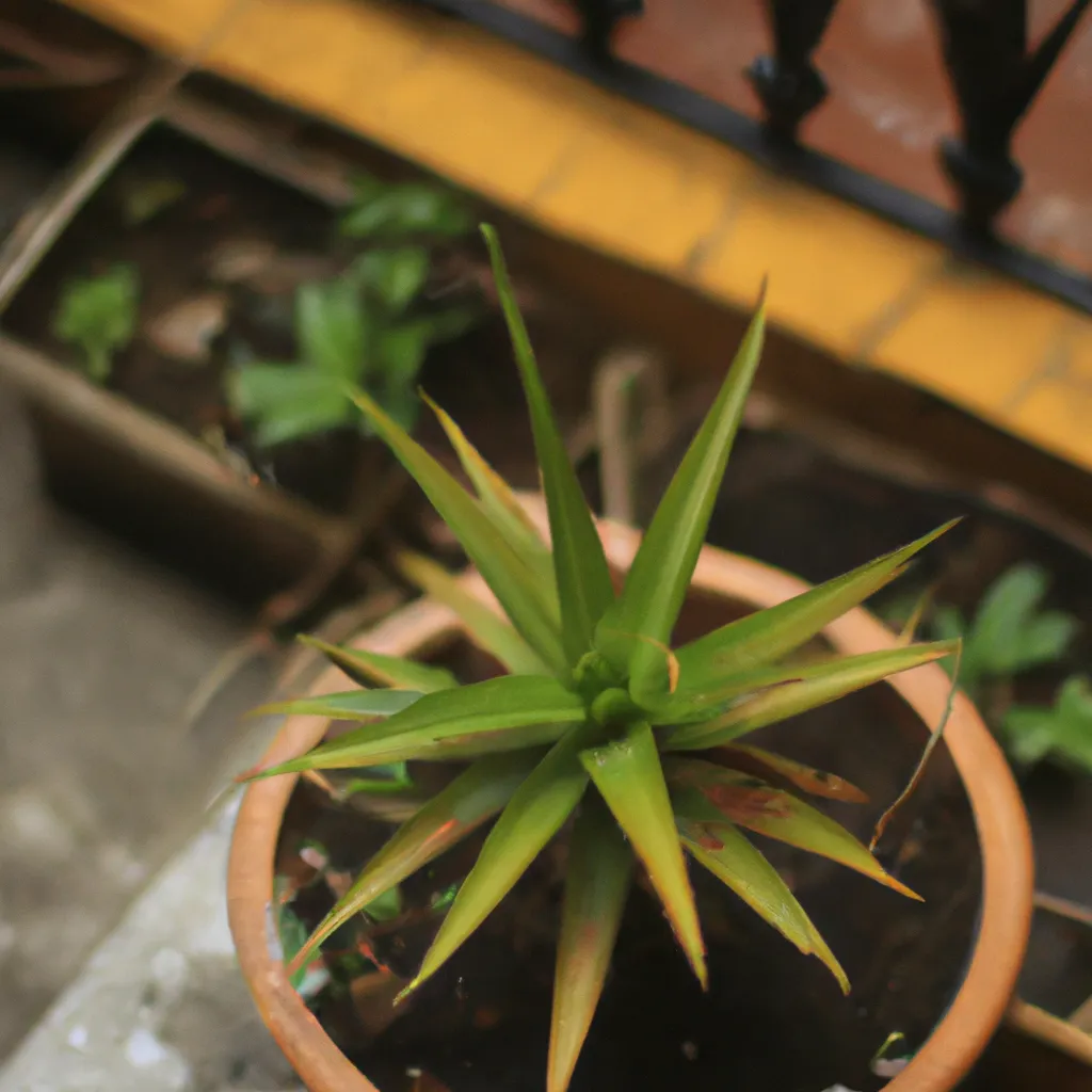 Imagem As dicas de plantio certas para plantas tropicais