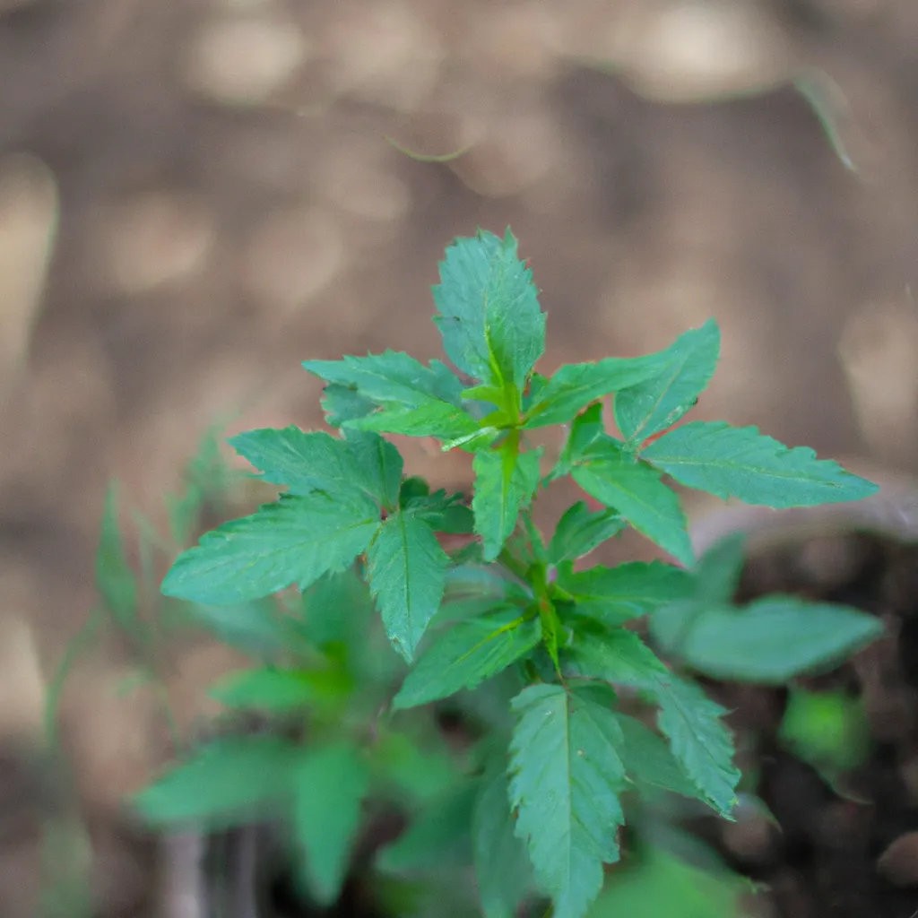 Imagem Cultivando plantas medicinais em sua horta