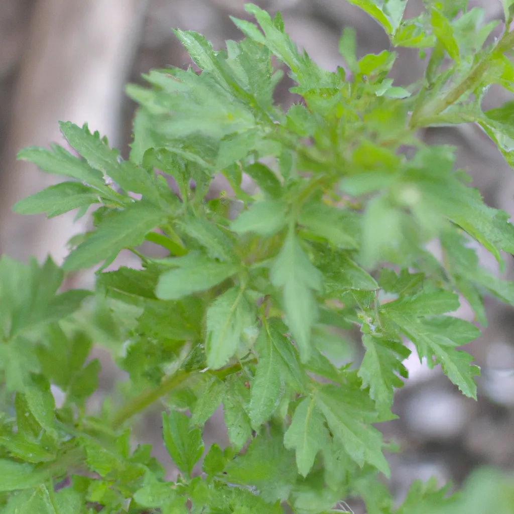 Imagem Cultivar ervas medicinais em sua horta