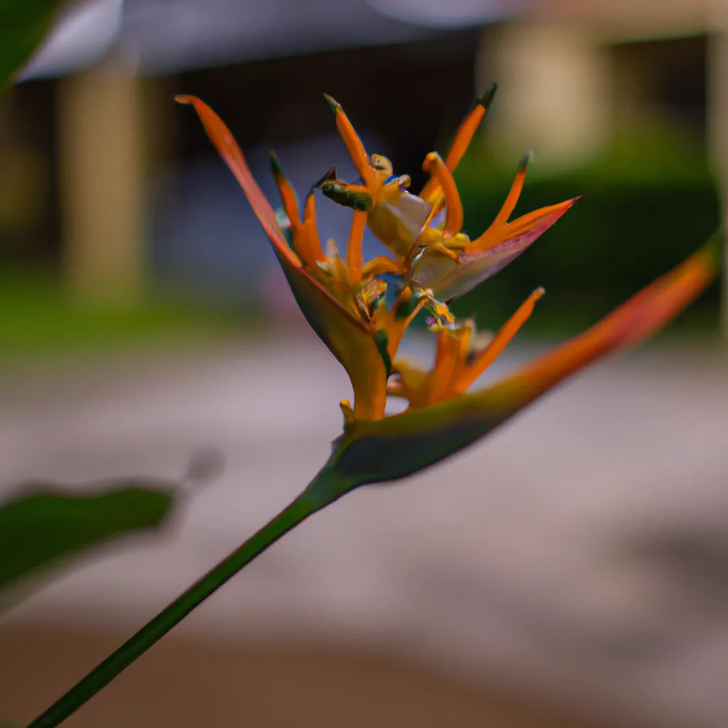 Imagem Descubra os Beneficios da Jardinagem com Flores Imagem Descubra os Beneficios da Jardinagem com Flores