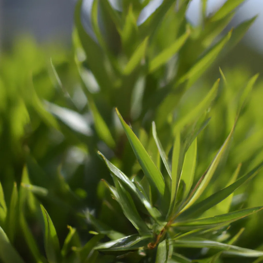 Imagem O que voce precisa saber sobre adubacao verde na horticultura