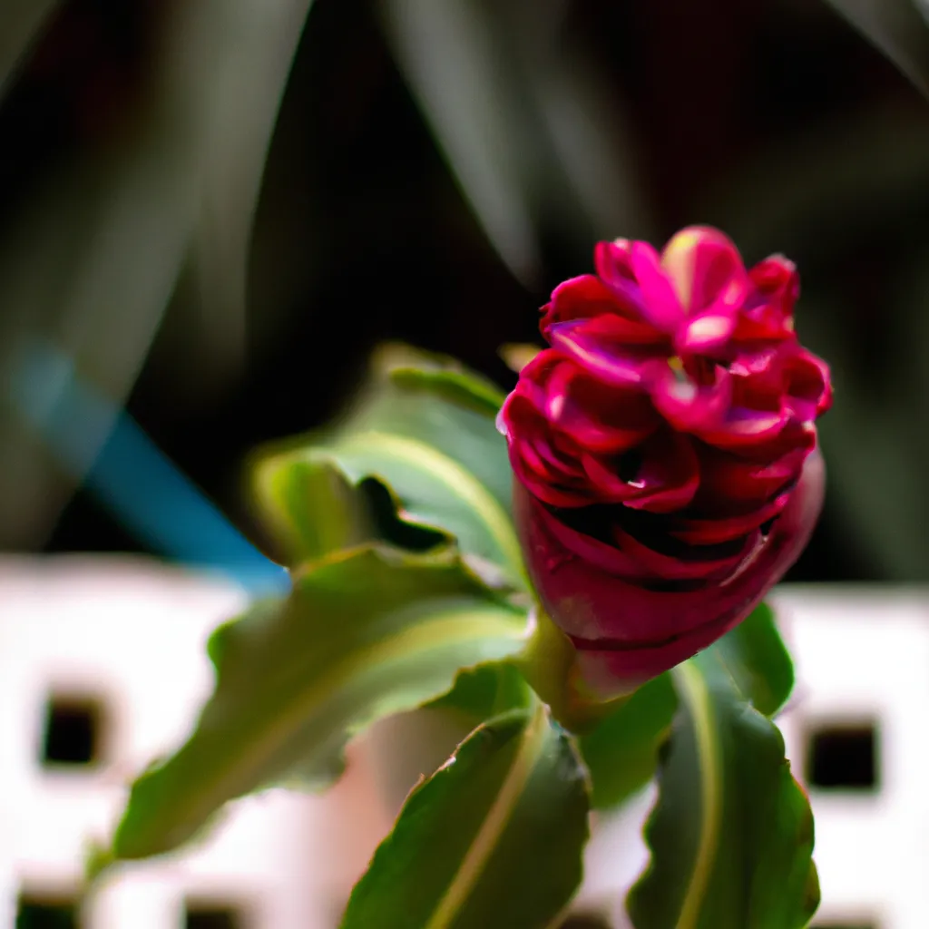 Imagem Onde Encontrar Flores Exoticas Uma Plataforma de Compras
